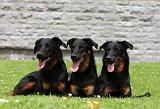 BEAUCERON 781